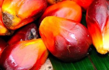 Malaysia Palm Oil Board