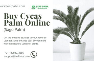 Buy online Cycas Palm