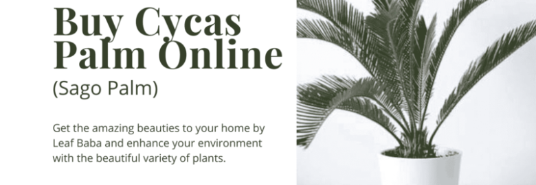 Buy online Cycas Palm