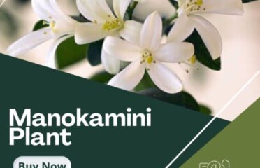 Manokamini plant online