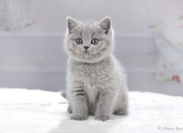 British Shorthair Kittens