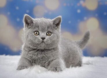 British Shorthair Kittens