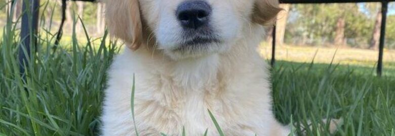 Golden Retriever Puppies for Sale Melbourne